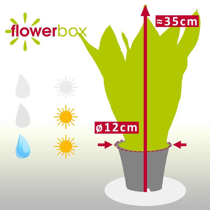 Produktbild Flowerbox Bogenhanf - Sansevieria trifasciata Laurentii (35 cm)