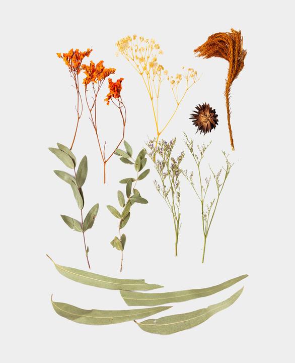 Immagine prodotto I Am Creative Set di fiori secchi (Fiori secchi)