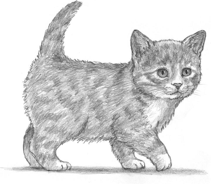 Produktbild Die Kunst des Zeichnens für Kinder - Ich zeichne Katzen