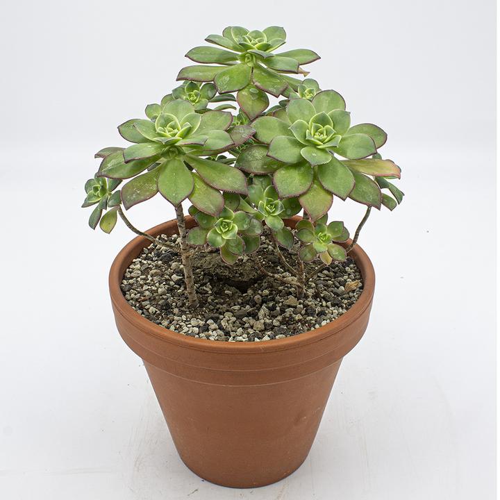 Produktbild Kakteen Gautschi Aeonium Kiwi (35 cm)