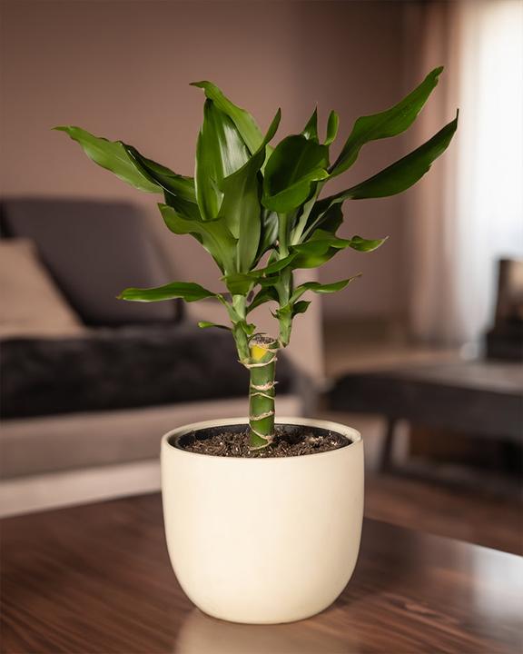 Image du produit feey Dragonnier (55 cm, Fraîchement rempotés)
