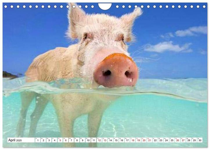 Produktbild Schweine im Dauerurlaub auf den Bahamas! (Wandkalender 2025 DIN A4 quer), Monatskalender (A4, Deutsch)