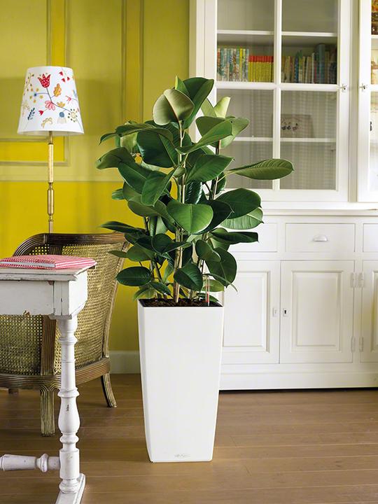 Actual product image Lechuza Cubico Color (39.50 cm)