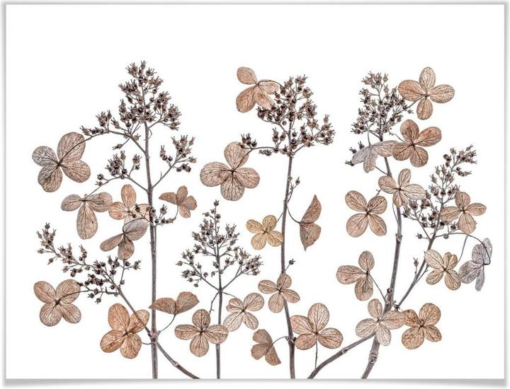 Produktbild Trenddeko Getrocknete Blumen (50 x 40 cm)