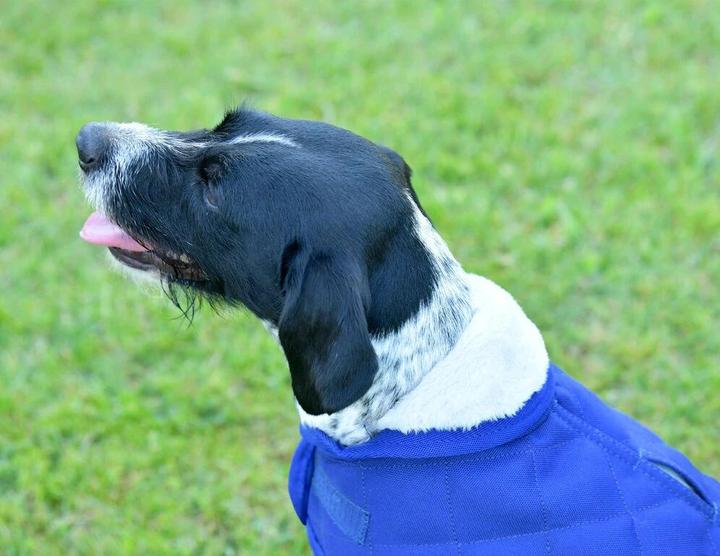 Actual product image Weatherbeeta Comfitec Deluxe Diamond (65, Dog coat)