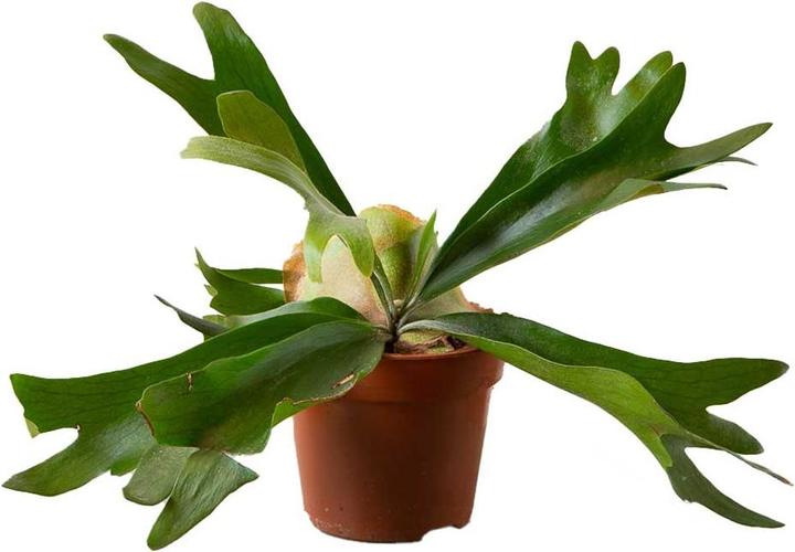 VEG and the City Oisin (Deer Antler Fern - Platycerium) (20 cm)