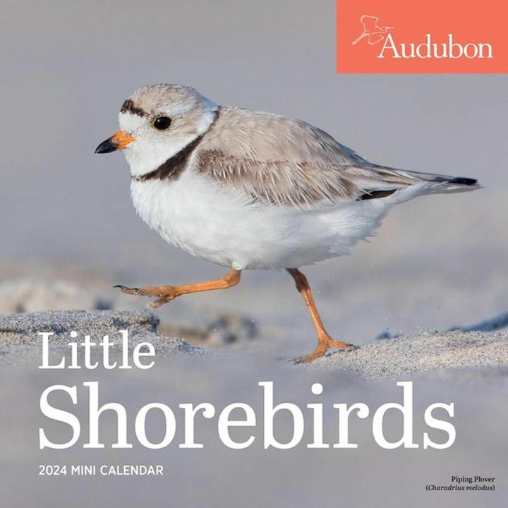 Actual product image Audubon Little Shorebirds Mini Wall Calendar 2024 (English)