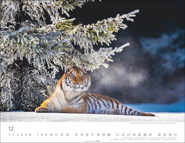 Actual product image Tiger Kalender 2026 (44 x 34 cm, Hardcover, German)