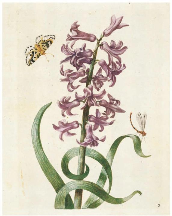 Produktbild Maria Sibylla Merian: The New Book of Flowers/Neues Blumenbuch (Deutsch, Englisch, Stella Christiansen, 2020)