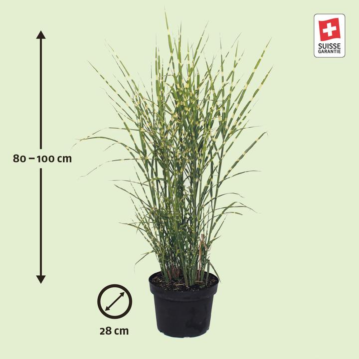 Produktbild Zulauf Chinaschilf / Miscanthus si. Zebrinus (50 cm)