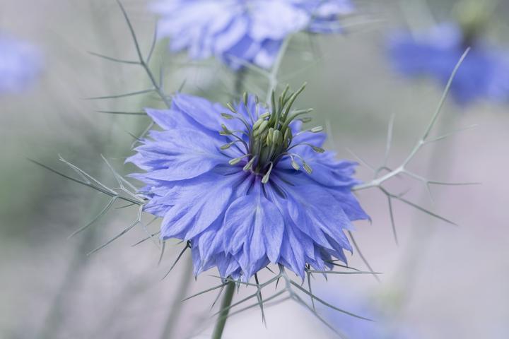 Produktbild Zollinger Bio Jungfer im Grünen, Blaublühend (einjährig) (Keimlinge)