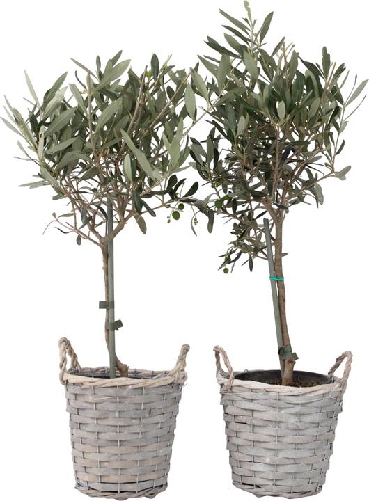 Image du produit Plant in a Box Olea Europaea - Olivier en panier (45 cm)