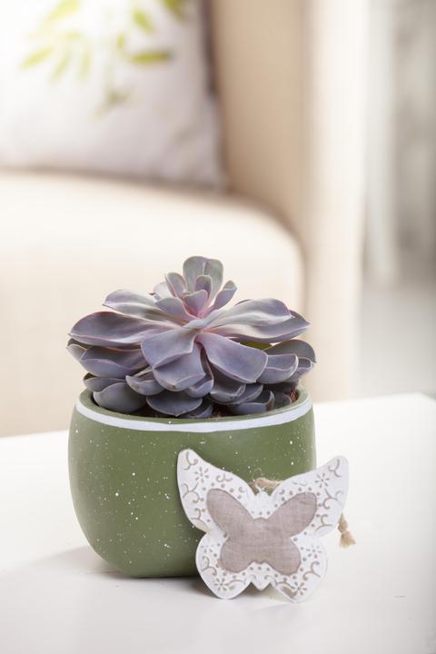 Image du produit Echeveria en pot céramique Dublin blanc P12
