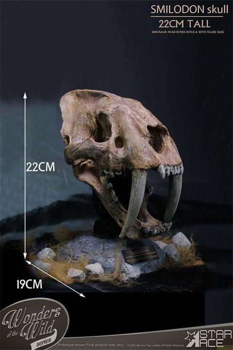 Produktbild Star Ace Toys Wonders of the Wild Series Statue Smilodon Skull Fossil 22 cm