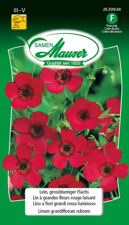 Actual product image Samen Mauser Flax, large flowered flax (Flower seeds)