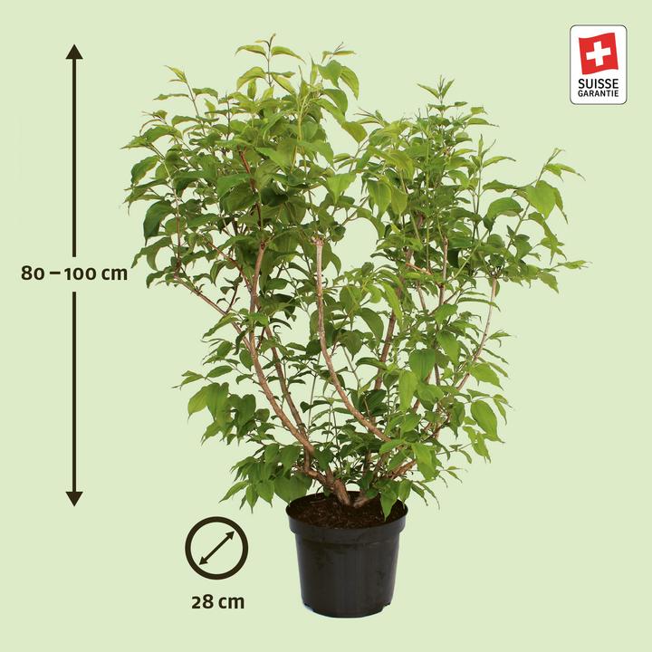 Produktbild Zulauf Sieben-Söhne-des-Himmels-Strauch / Heptacodium miconioides (80 cm)