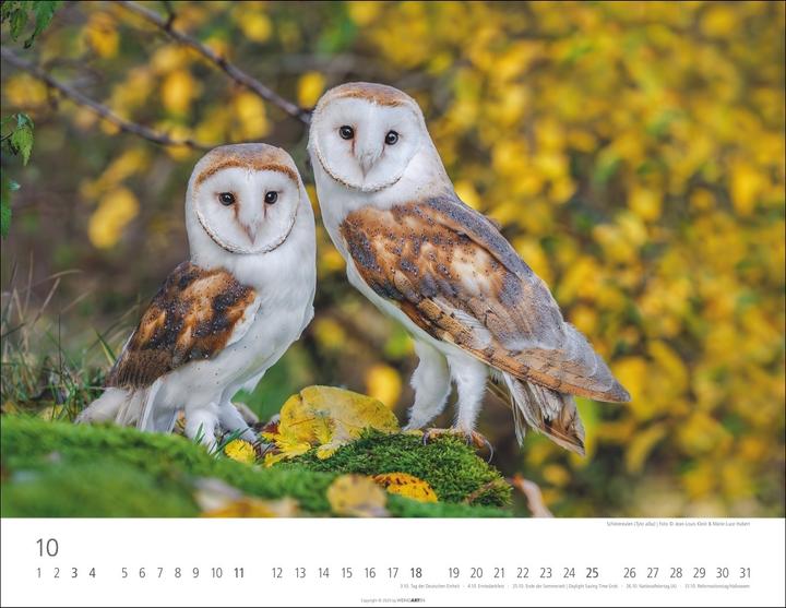 Immagine prodotto Eulen Kalender 2026 (44 x 34 cm, Copertina rigida, Tedesco, Inglese)