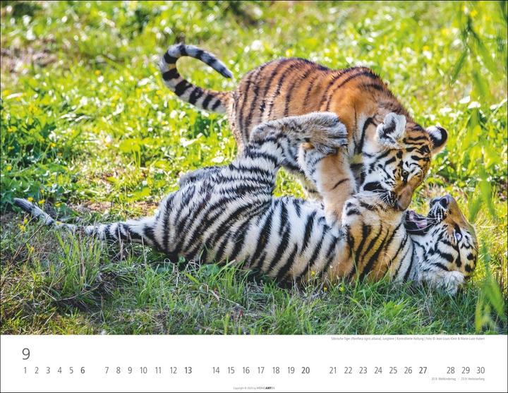 Actual product image Tiger Kalender 2026 (44 x 34 cm, Hardcover, German)
