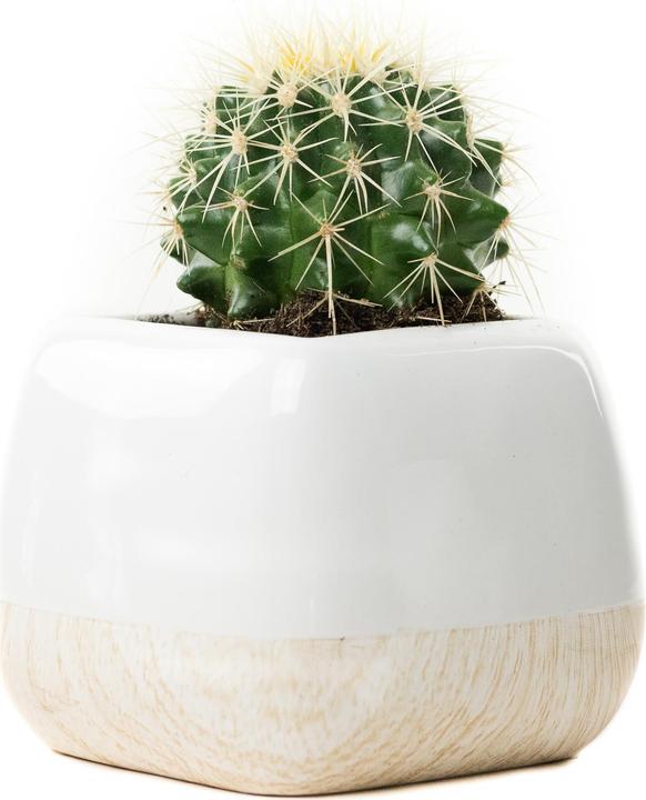 Image du produit Echinocactus Grussoni en pot céramique 14 x 14 (18 cm)