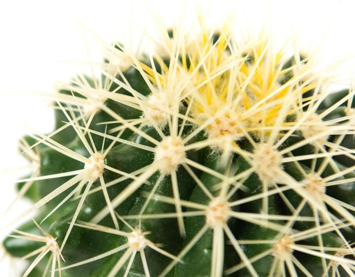 Image du produit Echinocactus Grussoni en pot céramique 14 x 14 (18 cm)