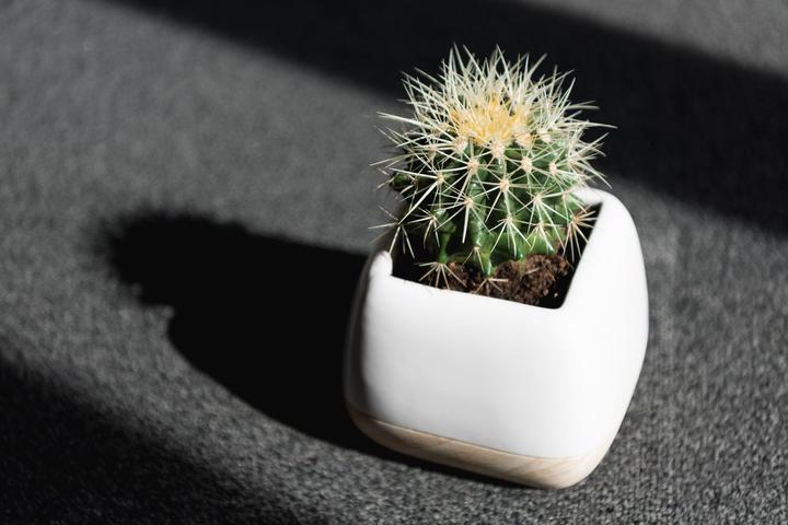 Image du produit Echinocactus Grussoni en pot céramique 14 x 14 (18 cm)