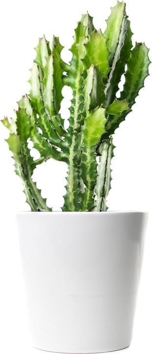 Immagine prodotto Cactus in cachepot (55 cm)