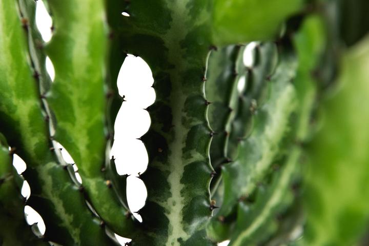Immagine prodotto Cactus in cachepot (55 cm)