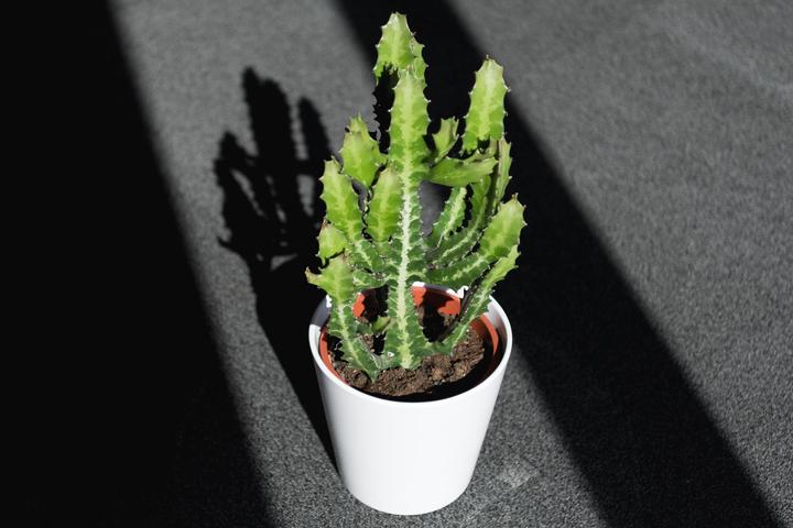 Immagine prodotto Cactus in cachepot (55 cm)
