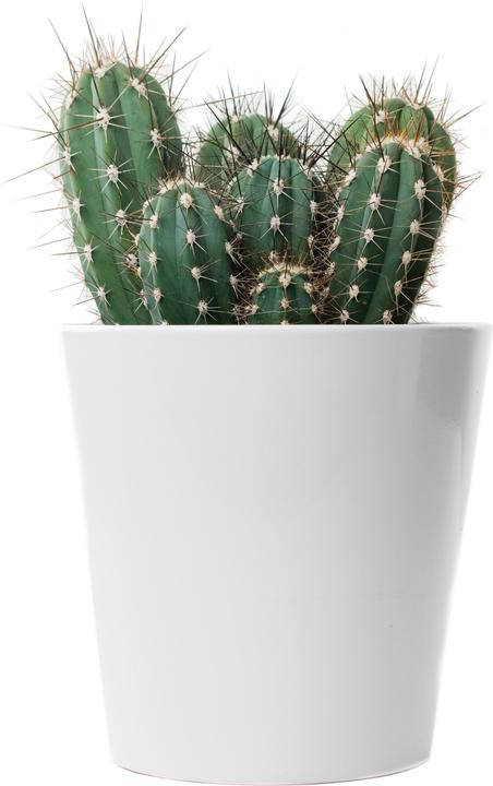 Immagine prodotto Cactus in cachepot (55 cm)