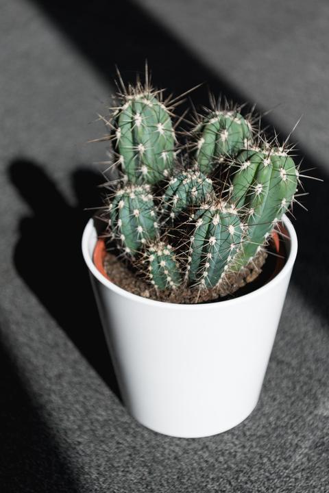 Immagine prodotto Cactus in cachepot (55 cm)
