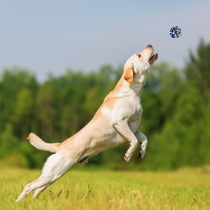 Immagine prodotto Relaxdays Set di giocattoli per cani (Cucciolata di cane giocattolo)