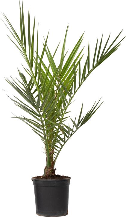 Produktbild Plant in a Box Phoenix canariensis - (50 cm)