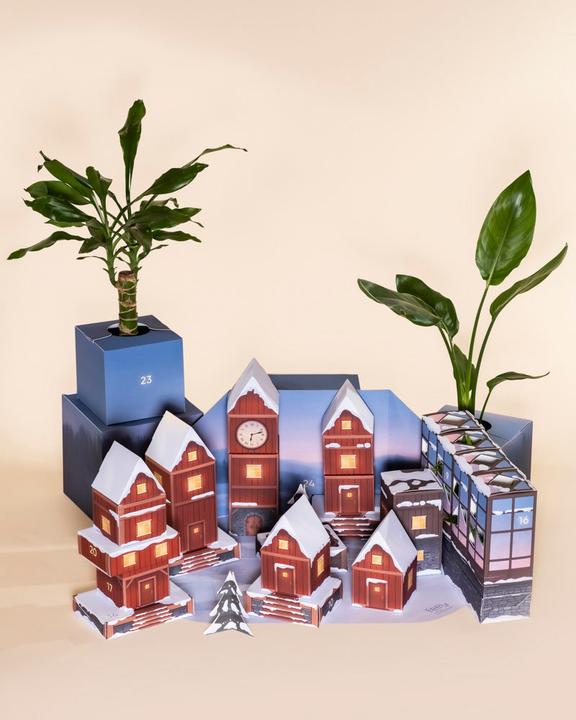 Image du produit feey Calendrier de l'Avent des plantes (60 cm)