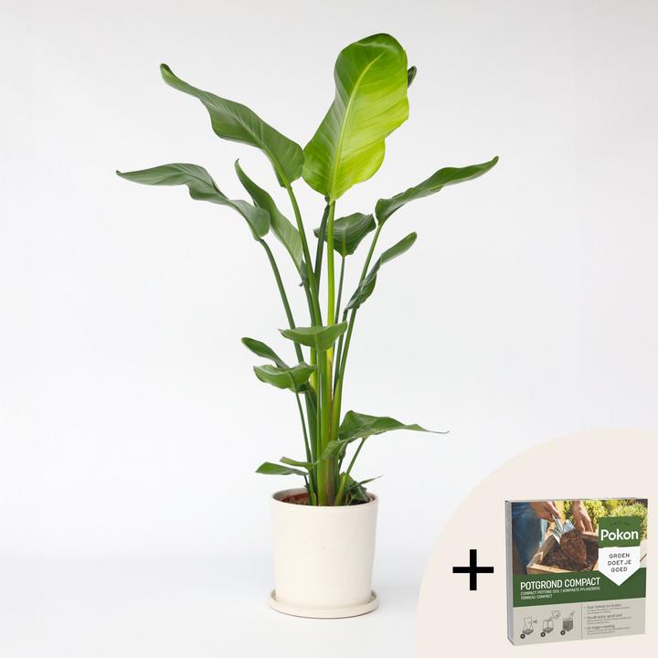 Produktbild Plant in a Box Strelitzia nicolai - Paradiesvogelblume (90 cm)