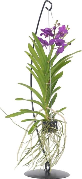 Actual product image Plant in a Box Vanda 'Blue' - Orchid (50 cm)