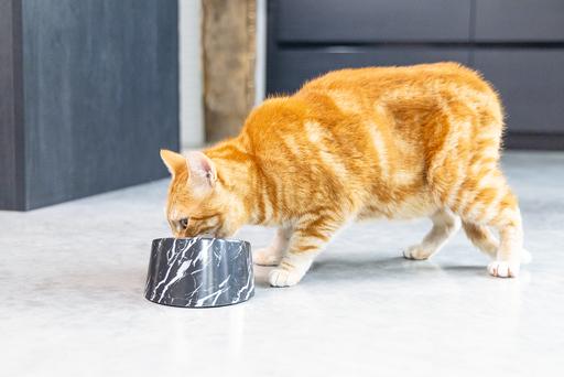 Actual product image Designed by Lotte Melamine Bowl Cat Vita