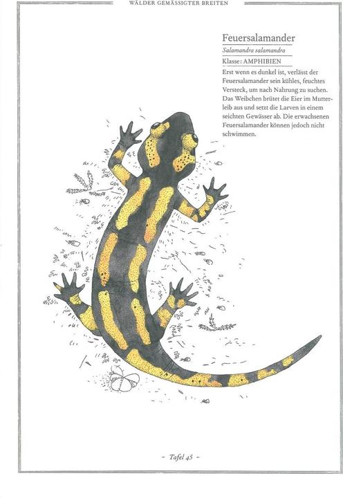 Produktbild Käfer, Katze, Krokodil (Deutsch, Emmanuelle Tchoukriel, Virginie Aladijdi, Cornelia Panzacchi, 2010)