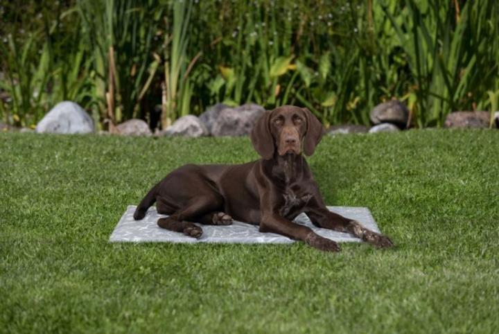 Actual product image Trixie Soft (Dog)
