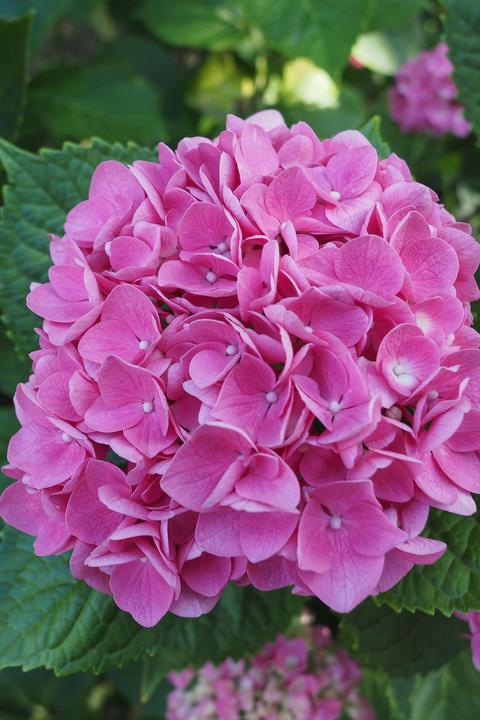 Actual product image Plant in a Box Hydrangea macrophylla 'Early Pink' - Set of 6 hydrangeas (25 cm)