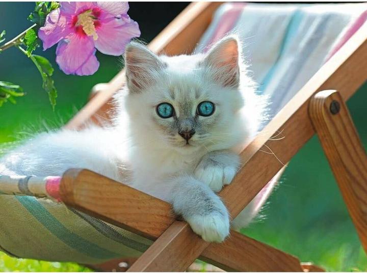 Actual product image Ravensburger White kitten 200p (200 pieces)