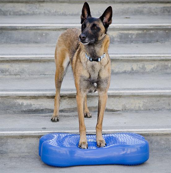 Produktbild FitPaws K9 Fitbone (Agility)