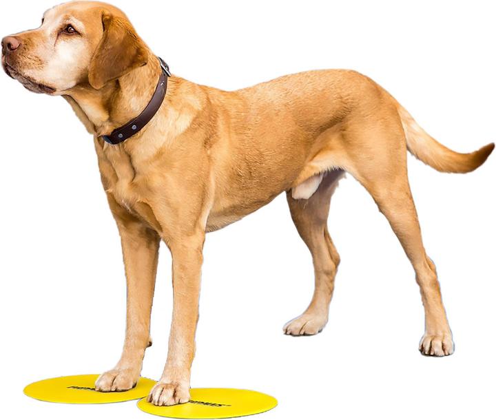 Produktbild FitPaws Target (One Size, Agility)
